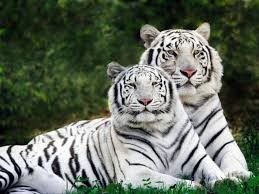 Create meme: white tigers, white Bengal tiger, Bengal tiger