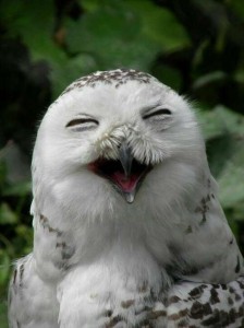 Create meme: smiling animals, smiling owl, funny owls