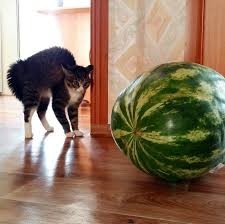 Create meme: house pet,, the cat and the watermelon., watermelon
