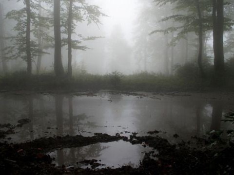 Create meme: nature fog, swamp fog, foggy landscapes