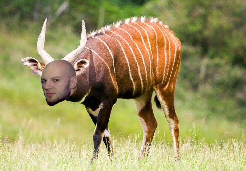 Create meme: forest antelope bongo, tragelaphus eurycerus, Antelope bongo