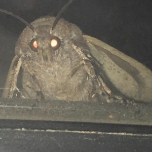 Create meme: creepy, moth, moth