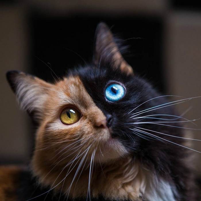 Create meme: cat , cat venus chimera, Chimera cats