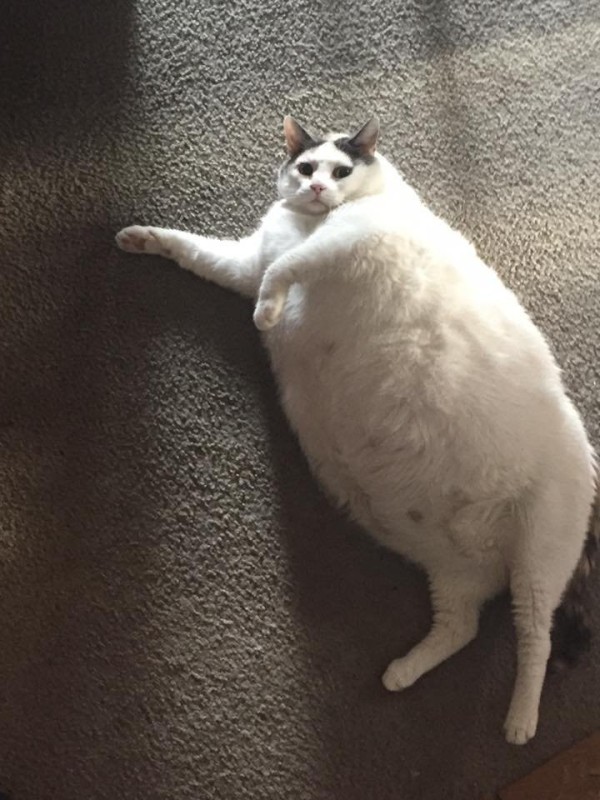 Создать мем: толстый котик, самые толстые коты, смешной толстый кот