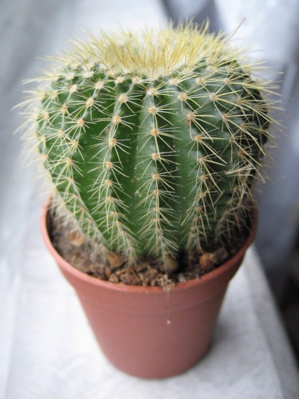 Create meme: cactus, notocactus, leninghouse 's notocactus