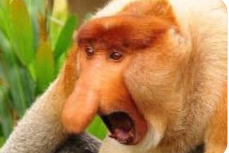 Create meme: monkey nosey , The nosy macaque, monkey with big nose