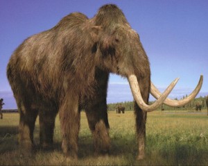 Create meme: woolly mammoth, mammoth, the steppe mammoth