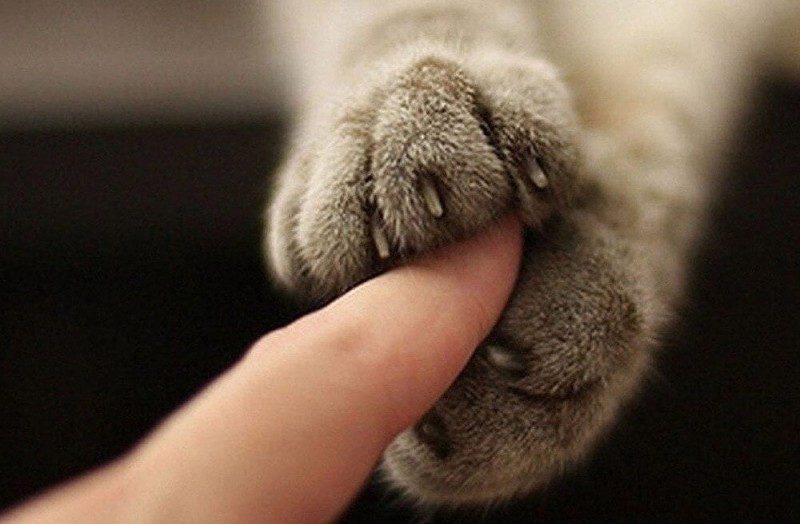 Create meme: cat paws, claws of the cat , the cat's paw