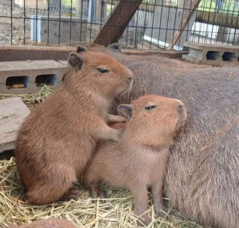 Capybara Ok I Pull Up Meme - YouTube