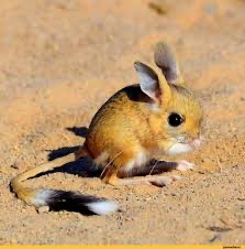 Create meme: jerboa, big jerboa, mexican jerboa