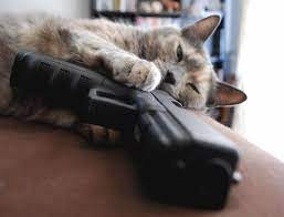 Create meme: cat, cat with a gun, cat with a gun