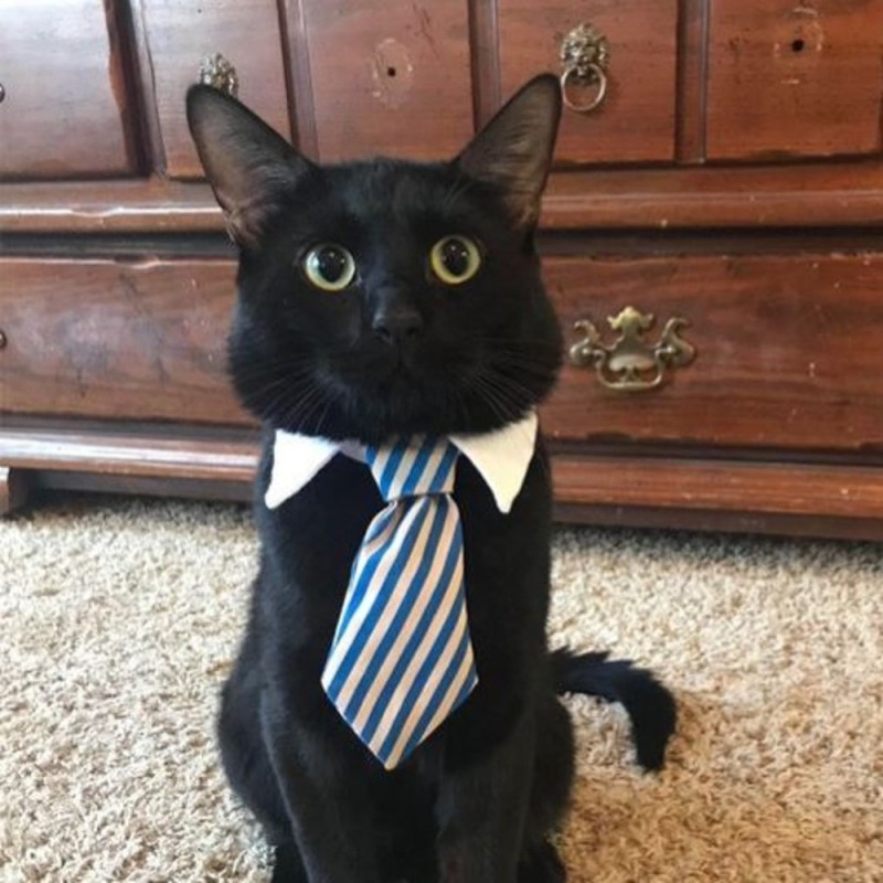 Create meme: a cat in a suit and tie, cat costume, a cat tie