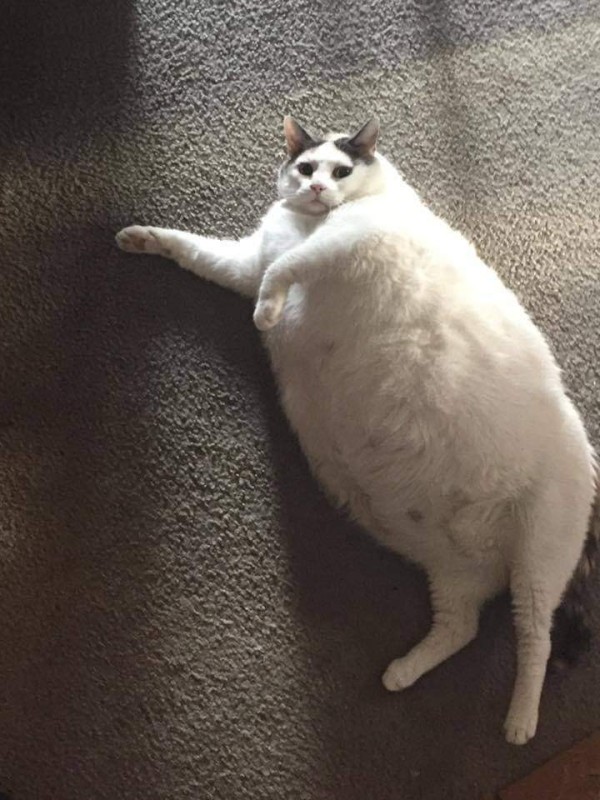 Создать мем: толстый грустный кот, толстая кошка, очень толстые коты