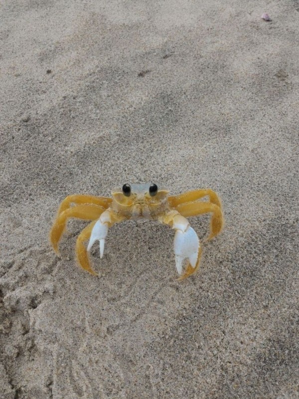 Create meme: crab , geosesarma crabs, crab crab