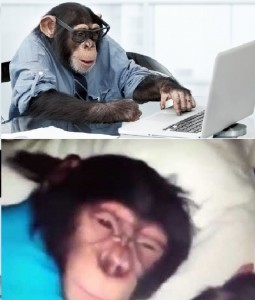 Создать мем: обезьяна в офисе, обезьяна программист, вставай ержан