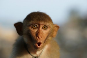 Create meme: scared monkey, monkey, monkey