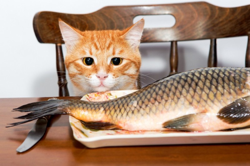 Create meme: cat with fish, cat fish, fresh fish