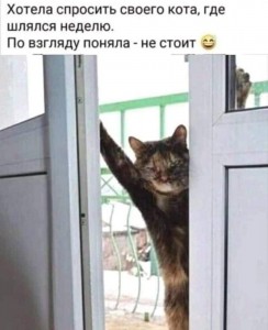 Создать мем: котэ, юмор, дратуйте кот