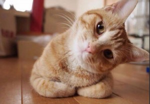 Create meme: Cat, the cat tilted his head, cute cats