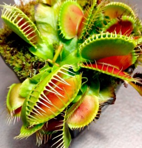 Создать мем: dionaea muscipula, хищные растения, дионея