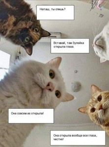 Create meme: jokes, funny stories, Cat