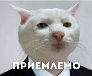 Создать мем: кот работник мем, серьезный кот, мем кот