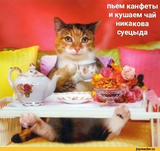 Создать мем: кошка, котик утром, кот за столом