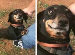 Create meme: Dachshund smiling, Dachshund dog, Dachshund meme