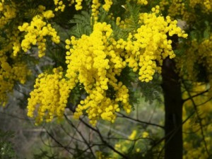 Create meme: Mimosa, Mimosa or acacia silver, Mimosa background