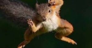 Create meme: rabid squirrel, proteins animals, protein