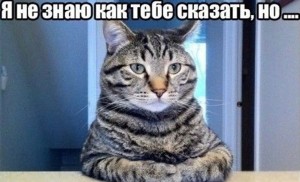 Create meme: cat, good cat, serious cat
