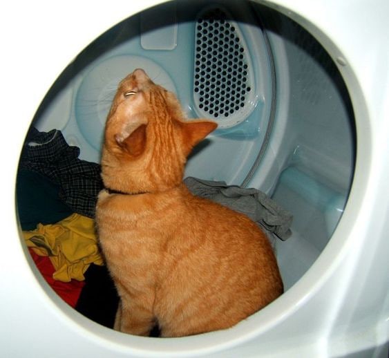 Create meme: the washer , cat in the washing machine, the cat in the washing machine