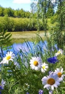 Create meme: wild flowers, the beauty of summer, summer nature
