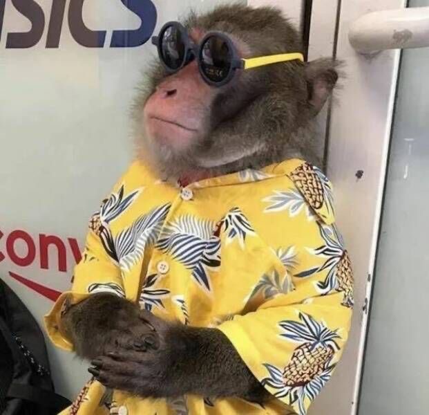 Create meme: photo of a monkey, a domestic monkey, homemade monkey