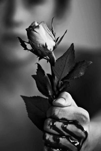 Create meme: beautiful roses, flowers, black rose