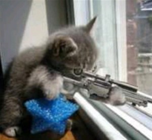 Создать мем: коты, кошка, кот с оружием