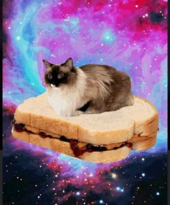 Create meme: space cat, cat sandwich, cat in space