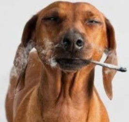 Create meme: brushing your dog's teeth, dog , dog with a cigarette