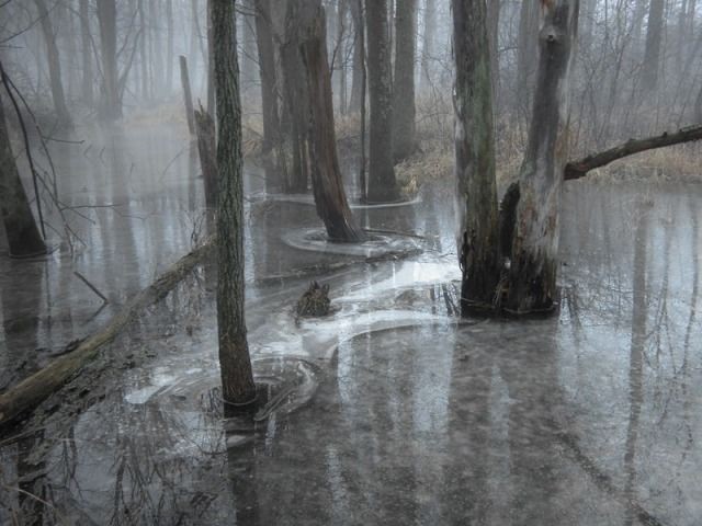 Create meme: the landscape is gloomy, spring forest, nature 