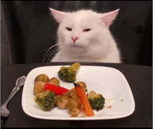 Create meme: cat , Hey cat, cat with salad meme