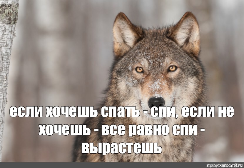 Легко получилось. Серый волк Мем. Волк не спит. Волк спит Мем. Мем волк сон.