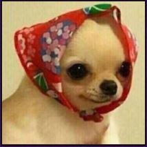Create meme: that you, Chihuahua, dog in a scarf
