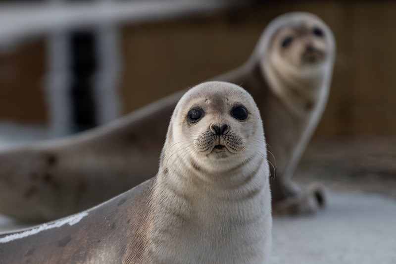 Create meme: seal seal, happy seal, common seal
