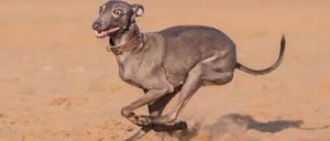 Create meme: Italian Greyhound dog, Italian Greyhound, breed Italian Greyhound
