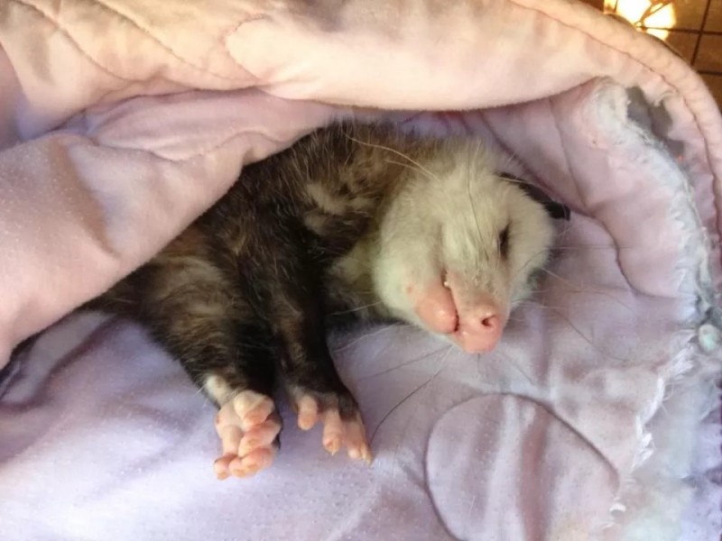 Create meme: pet ferret, the possum is sleeping, sleepy ferret