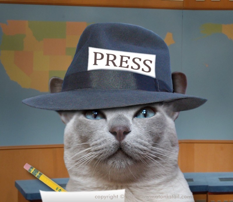 Create meme: cat , cat , cat reporter