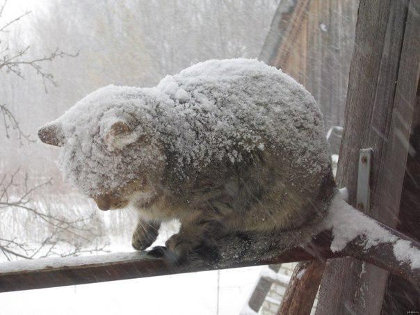 Создать мем: кот зимой, манул зимой, зимний кот