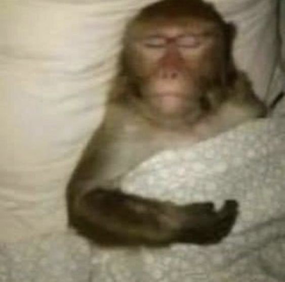 Create meme: monkey , monkey