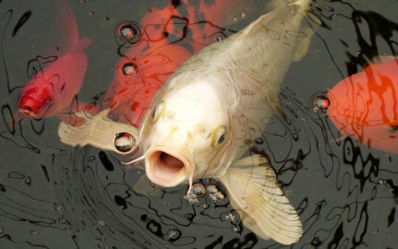 Create meme: koi , carp fish, fish