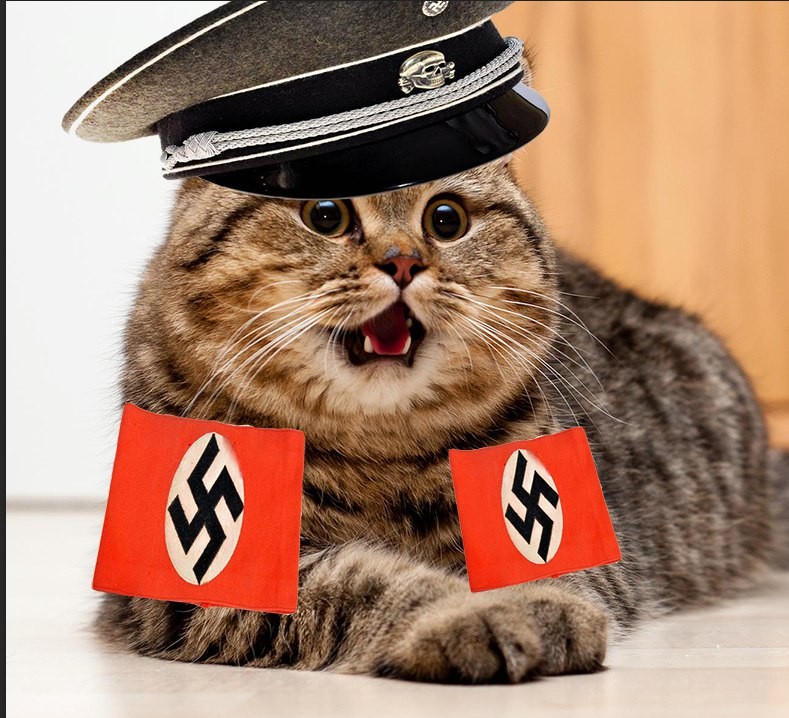 Создать мем: коты, кот наци, британский короткошерстный кот полосатый